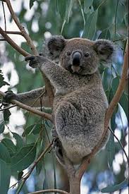 Pin By Feifei On Character Reference Koala Australia Animals Australian Native Animals