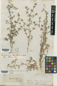 Image result for Polycarpaea prostratum