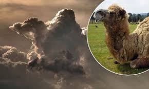While their speed makes them ideal for racing, it can give a camel rider a harrowing, potentially deadly experience if the camel is spooked and runs out of control. Cloud That Looks Like A Camel Daily Mail Online