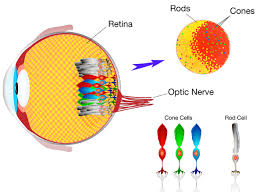 This is the deuteranopia version of the color blind challenge i took from tyeltigre just to compare how color blind people see what we see n.n. Red Green Color Blindness Treatment Iristech