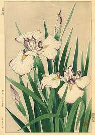 Pin On Orchid Iris