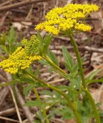 Image result for Asclepias aurea