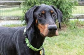 I am a college student and i am trying to make some extra cash over the summer. Dogs For Adoption Near Greensboro Nc Petfinder