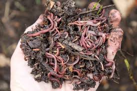 It is used, not as a fertilizer, but to improve drainage and retain moisture in the soil. 70 Uses For Wood Ash