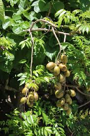 Image result for Spondias