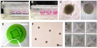 Maybe you would like to learn more about one of these? Frontiers 3d Cardiac Cell Culture A Critical Review Of Current Technologies And Applications Cardiovascular Medicine