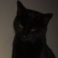 Pin By Addie On Meow Black Cat Aesthetic Cat Aesthetic Cats