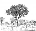 Image result for Diospyros kirkii