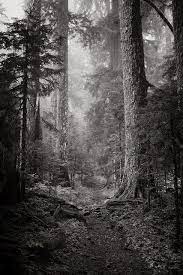 Larch Mountain Trail Scenery Nature Landscape