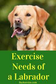 Labrador Retriever Tips Puppies In 2020 Labrador Retriever Puppy Training Labrador Retriever Training Labrador Retriever Facts