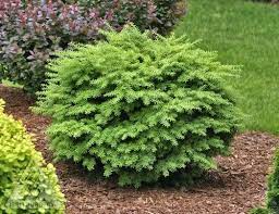 Tsuga Diversifolia Loowit Dwarf Northern Japanese Hemlock Azaleas Landscaping Garden Shrubs Fairy Garden Plants