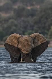 Wildlife Photography 18 Raw Photos Of The Wild And Marine Life Wildanimals Photography Photos A Ausgestopftes Tier Elefanten Fotografie Susseste Haustiere