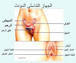 رخصة لاعب إشباع انواع العضو التناسلي عند النساء comertinsaat com