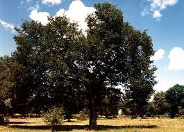 Image result for Baikiaea