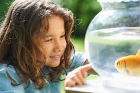 Goldfish Lesson. My bride and I recently finished…