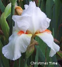 Bernice's legacy reblooming bearded iris. World Of Irises 2011