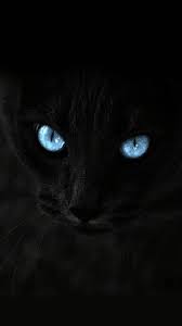 Black Wallpaper 4k For Android Free Download Cat With Blue Eyes Black Cat Aesthetic Cat Wallpaper
