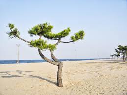 We did not find results for: Pine Tree On The Beach Of Yangyang City South Korea 2746666 Stock Photo At Vecteezy