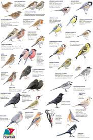Les Oiseaux De Nos Jardins En Janvier Et Fevrier 2020 En 2020 Oiseaux Des Jardins Oiseaux Bretagne Faune Et Flore