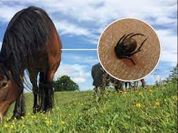 Ticks