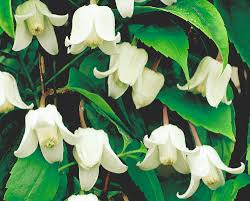 From may to june the shrub is covered with beautiful white flowers, which then transform into. Best Climbing Plants And Shrubs For Winter The English Garden