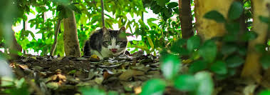 Rabies, a viral disease, dates back thousands of years. Signs Of A Rabid Cat And What To Do If Your Pet Is Exposed