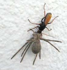 Tachypompilus Ignitus Wikipedia They are also called giant crab spiders because of their size and appearance. tachypompilus ignitus wikipedia