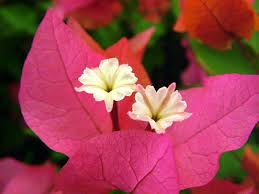 Online flowers & gifts delivery portal in india managed by experienced florist. New All Indian Flowers Name With Images Top Collection Of Different Types Of Flowers In The Images Hd