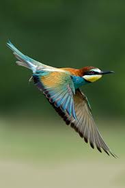 Beautiful Birds In Flight Images Awesome Bird Flight Photography Birds Nature Beautiful Birds Birds Colorful Birds