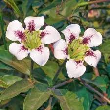 Image result for Rothmannia longiflora