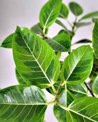 Image result for Ficus chirindensis