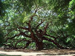 The Angel Oak Angel Oak Trees Live Oak Trees Oak Tree Tattoo