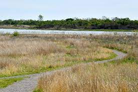 Exploring Marine Park Salt Marsh Nyc Parks