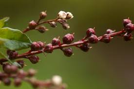 Image result for Lysimachia ruhmeriana