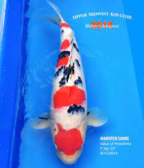 Why Are Koi Fish Expensive To Buy And Keep In Captivity Quora