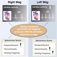 For leaked info about upcoming movies, twist endings, or anything else spoileresque, please use the following method: Seeing Left Or Right Asymmetric Tail Wagging Produces Different Emotional Responses In Dogs Sciencedirect