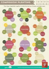 Companion Planting Chart Lots Of Great Info Video Tutorial In 2020 Garden Layout Vegetable Growing Vegetables Companion Planting Chart