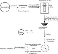 Shotgun Sequencing An Overview Sciencedirect Topics