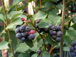 Image result for indiánská borůvka obrázek