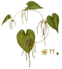Image result for Dioscorea bulbifera