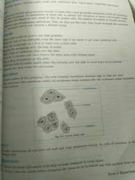 D) any where in the cell; Lab Actvity Observation Of Nucleus In Cheek Cells Brainly In