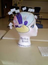 Brain Model Project High School Bing Images Brain Models High School Project School Displays