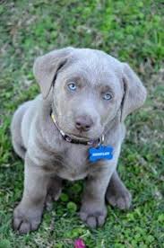 Labrador retriever puppies, silver labrador retriever puppies, retriever puppies, silver labradors, silver labradors indiana, ohio, labradors, northwest ohio, waterville, we have puppies in ohio, michigan, indiana, wisconsin, new york, kentucky, illinois, south carolina, pennsylvania. 33 Silver Labs Ideas Lab Puppies Labrador Labrador Retriever