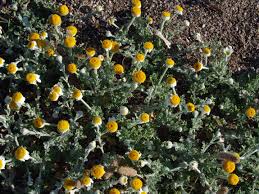 Image result for Nolletia arenosa