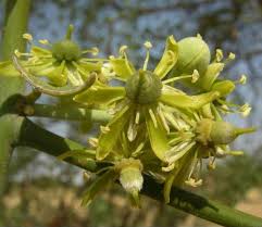 Image result for Balanites aegyptiaca