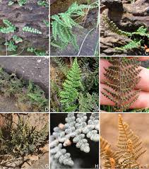 Image result for Cheilanthes angustifrondosa