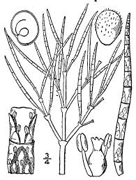 Image result for Salicornia pachystachya