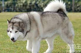 Your alaska dmv whether online, in line, or by mail, your dmv is faster, friendlier, and more accessible than ever before é˜¿æ‹‰æ–¯åŠ çŠ¬å¤šå°'é'±ä¸€åª é˜¿æ‹‰æ–¯åŠ çŠ¬ä¹°å‡ ä¸ªæœˆçš„åˆé€‚ å® ç‰©çŽ‹