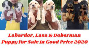 We did not find results for: Labrador Puppies For Sale In California Under 200 07 2021