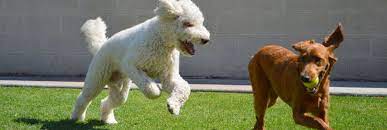 18 reviews of four paws pet resort the staf was very friendly. 4 Paws Pet Resort Reviews Pet Boarding At 1608 N Greenfield Road Mesa Az